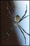 Spider