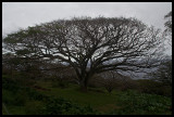 Hana Coast