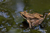 Wood Frog