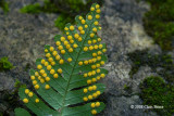 Common Polypody sori (Polypodium virginianum)