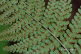 Marginal Wood Fern sori (Dryopteris marginalis)