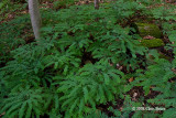 Northern Maidenhair Fern (Adiantum pedatum)