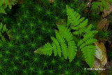 Oak Fern (Gymnocarpium dryopteris)