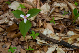 Painted Trillium (<i>Trillium undulatum</i>)