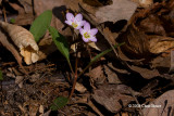 Spring Beauty (Claytonia virginica - Portulacaceae)