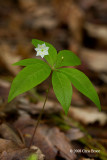 Starflower (<i>Trientalis borealis</i> - Primulaceae)