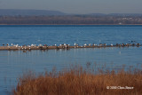 Roosting Gulls