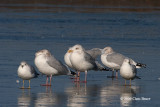Herring Gulls (mature)