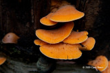 Cinnabar Polypore (Pycnoporus cinnabarinus)