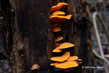 Cinnabar Polypore (Pycnoporus cinnabarinus)