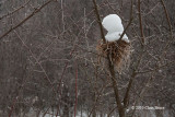 Bird Nest in Winter