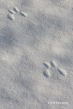 Eastern Gray Squirrel tracks