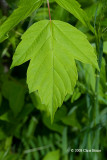Manitoba Maple Leaf