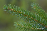 Black Spruce Needles