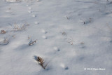 Red Fox tracks