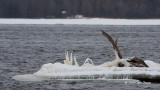 Frosty Island