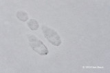 Snowshoe Hare print