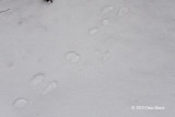 Snowshoe Hare tracks