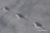 Mouse tracks