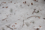 Raccoon tracks