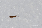 Snow Flea (<em>Hypogastrura sp.</em>)