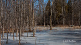Flooded Scrub