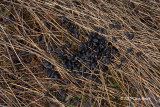 Snowshoe Hare Droppings
