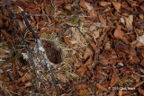 Cup Nest (American Redstart?)