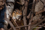 Eastern Chipmunk