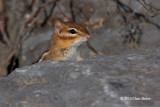 Eastern Chipmunk