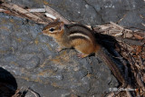 Eastern Chipmunk