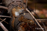 Eastern Chipmunk