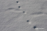 Red Fox tracks