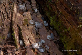 Ruffed Grouse droppings