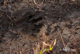 Raccoon print