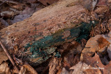 Blue Stain Fungi (<em>Chlorociboria aeruginescens</em>)