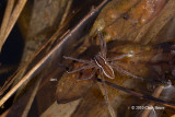 Six-spotted Fishing Spider (<em>Dolomedes triton</em>)