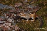 Eastern Chipmunk