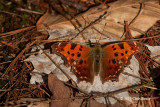 Eastern Comma (<em>Polygonia comma</em>)