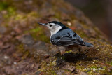 White-breasted Nuthatch (male)
