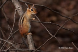 Chippy, Interrupted