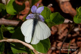 Mustard White (<em>Pieris napi</em>)