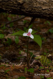Painted Trillium (Trillium undulatum)