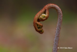 Bracken Fern Emerging