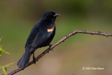 Red-winged Blackbird (male)