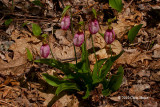 Pink Lady's-Slippers (Cypripedium acaule)