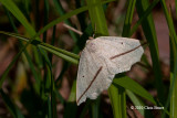 Geometer Moth (<em>Tetracis crocallata aspilatata</em>)
