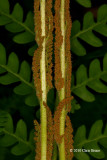 Cinnamon Fern fertile frond (<em>Osmunda cinnamomea</em>)