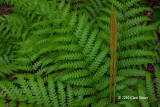 Cinnamon Fern (Osmunda cinnamomea)