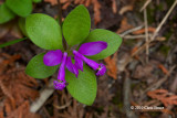 Fringed Polygala (<em>Polygala paucifolia</em>)